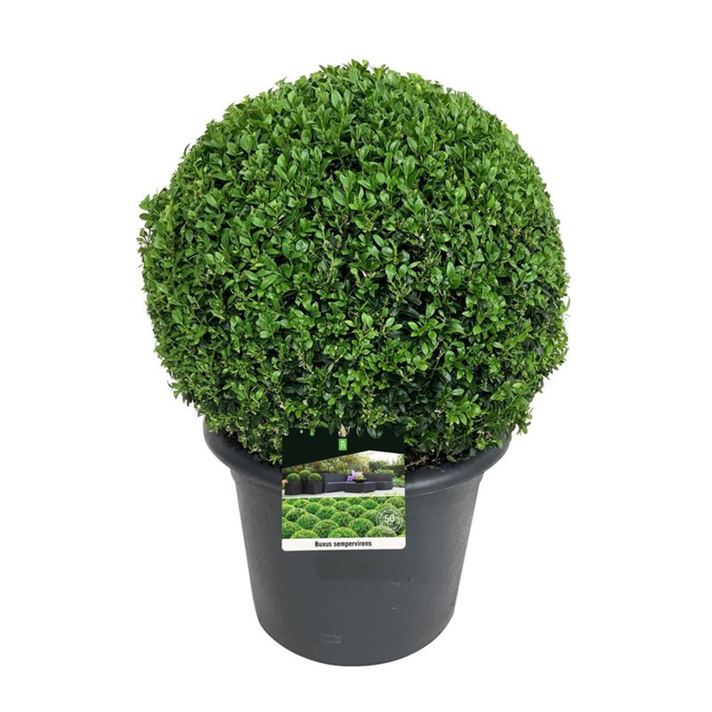 Buxus sempervirens.