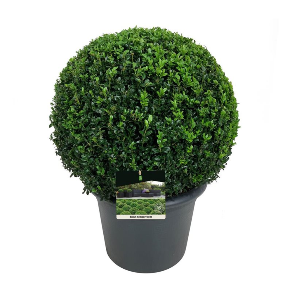 Buxus sempervirens.