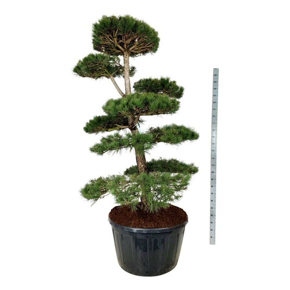 Pinus nigra nigra.