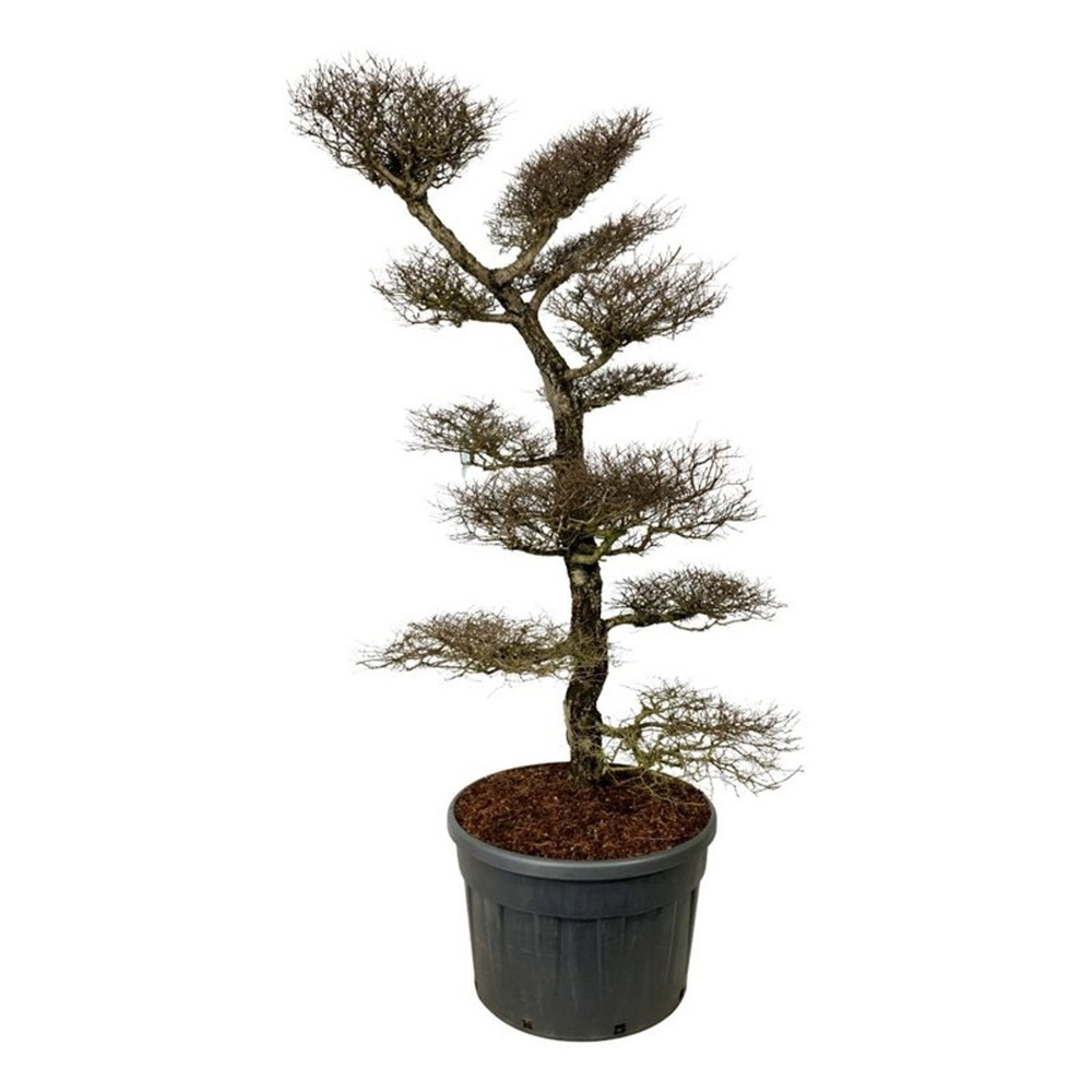 Nothofagus antarctica.