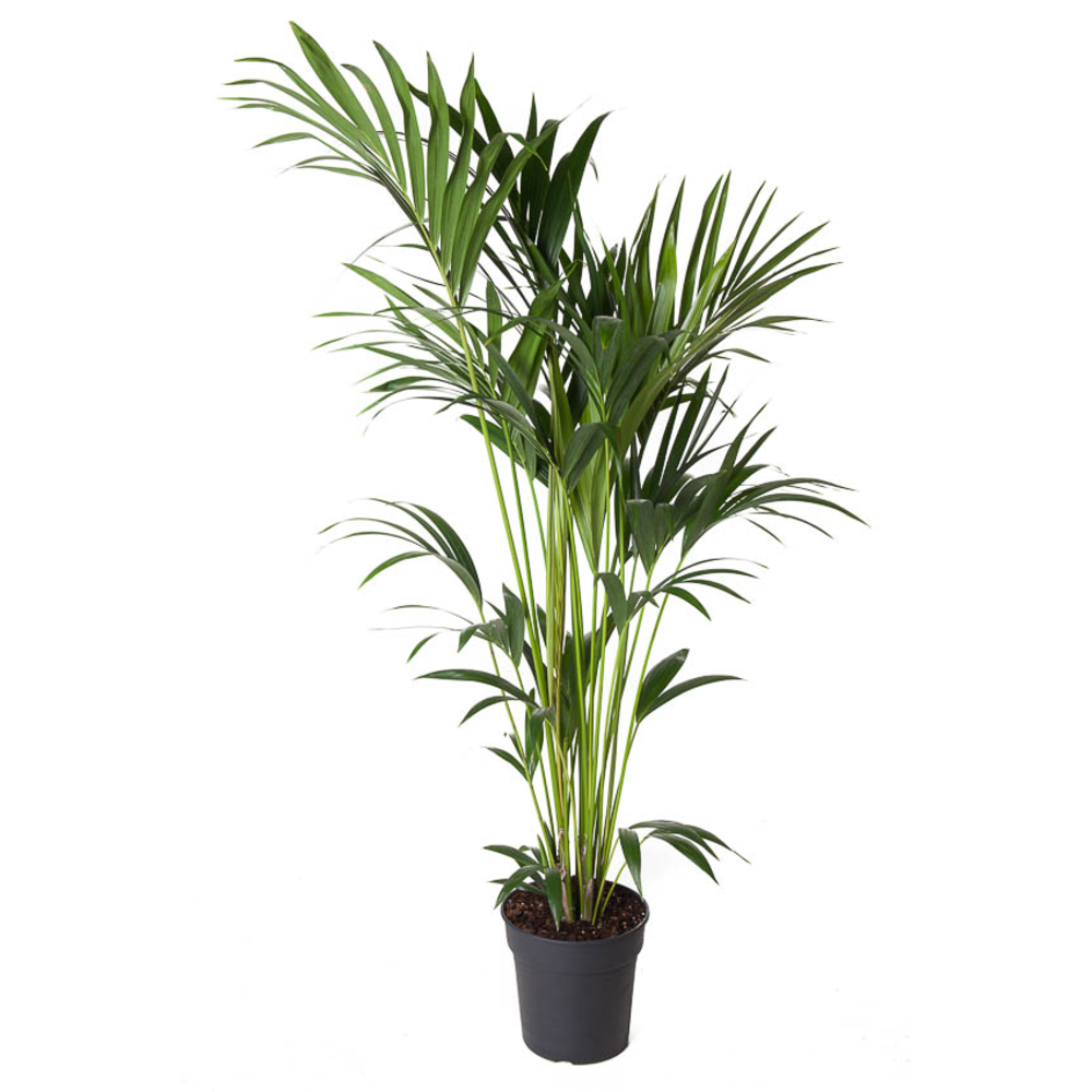 Howea Forsteriana(kentia) P24-150.