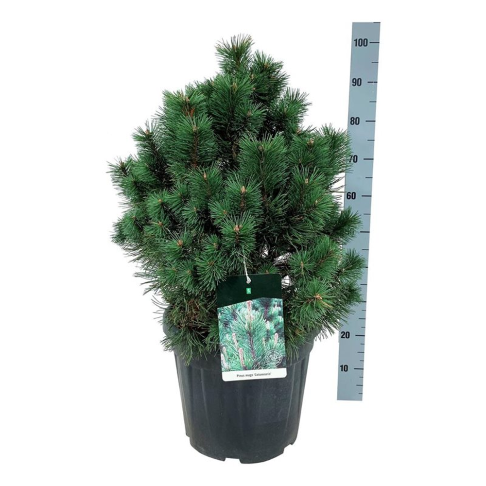Pinus mugo 'Columnaris'.