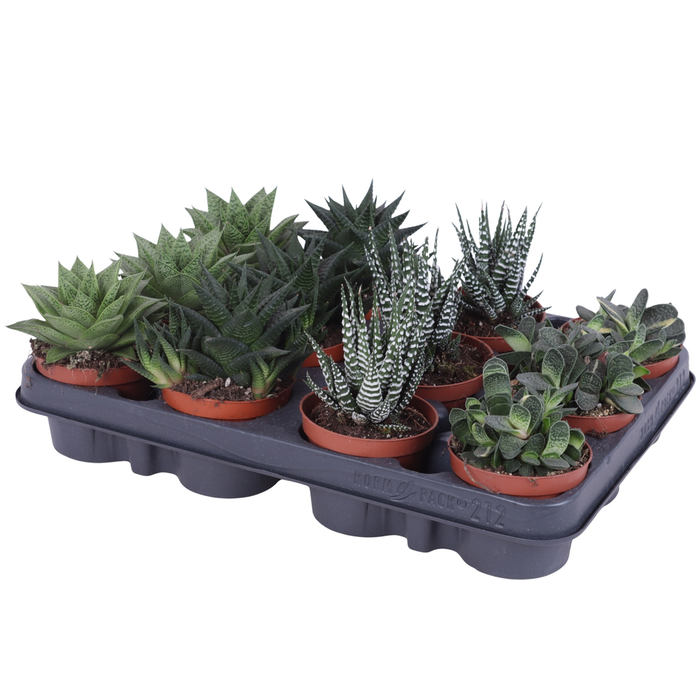 Haworthia mix 8,5 cm.