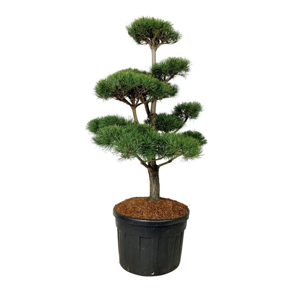 Pinus sylvestris.