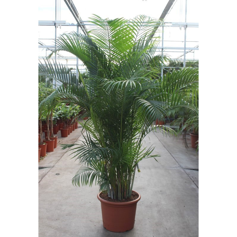 Dypsis lutescens (Areca).