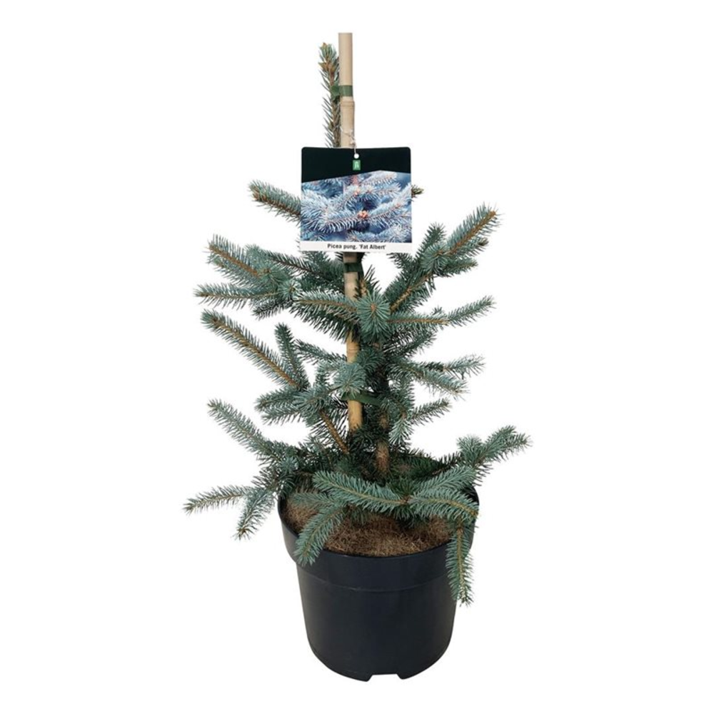 Picea pung. 'Fat Albert'.