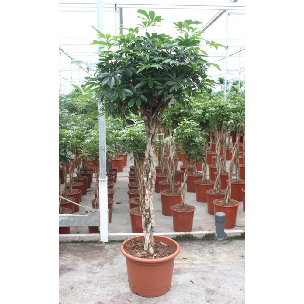 Schefflera arboricola 'Compacta'.