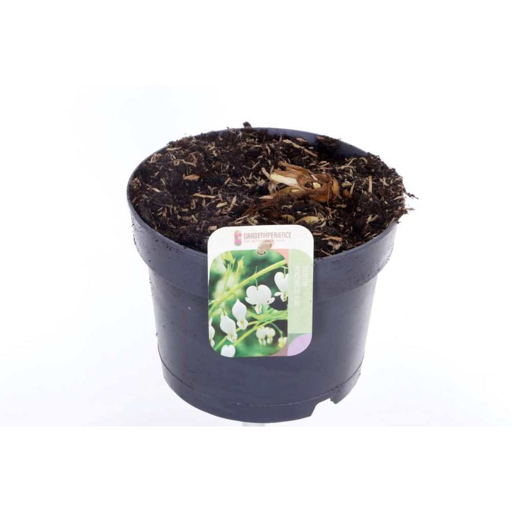 Dicentra spectabilis Alba.