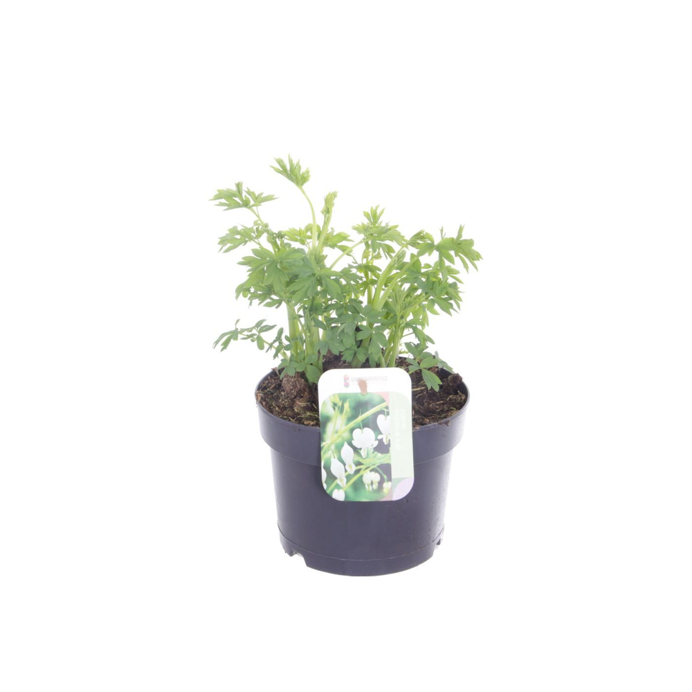 Dicentra spectabilis Alba.