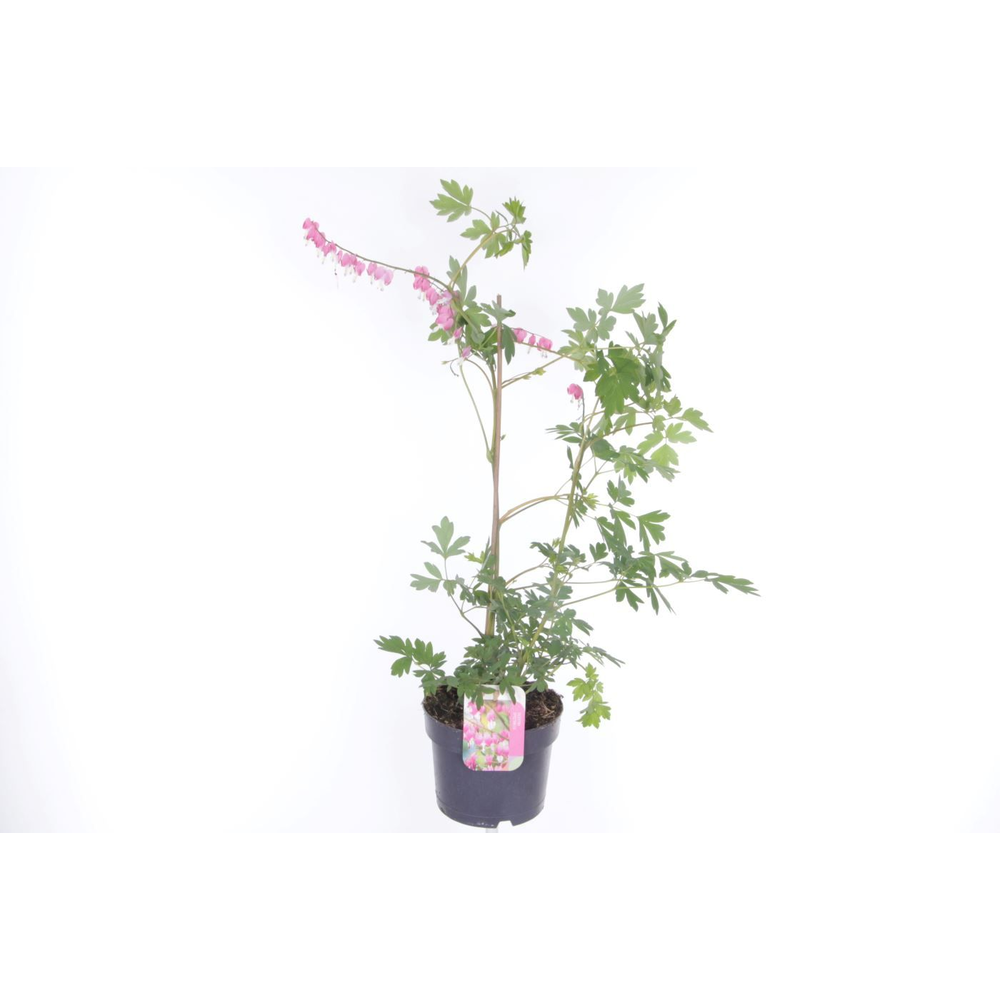 Dicentra spectabilis.