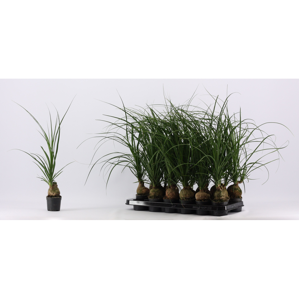 Beaucarnea bol 9 cm (1 kop).