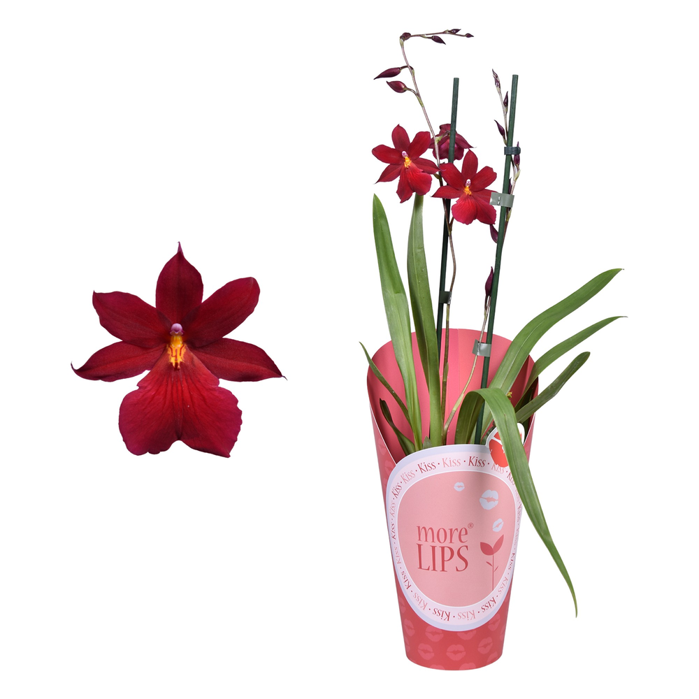 Morelips® Cambria 'Nelly Isler' 2 tak met rode pot.