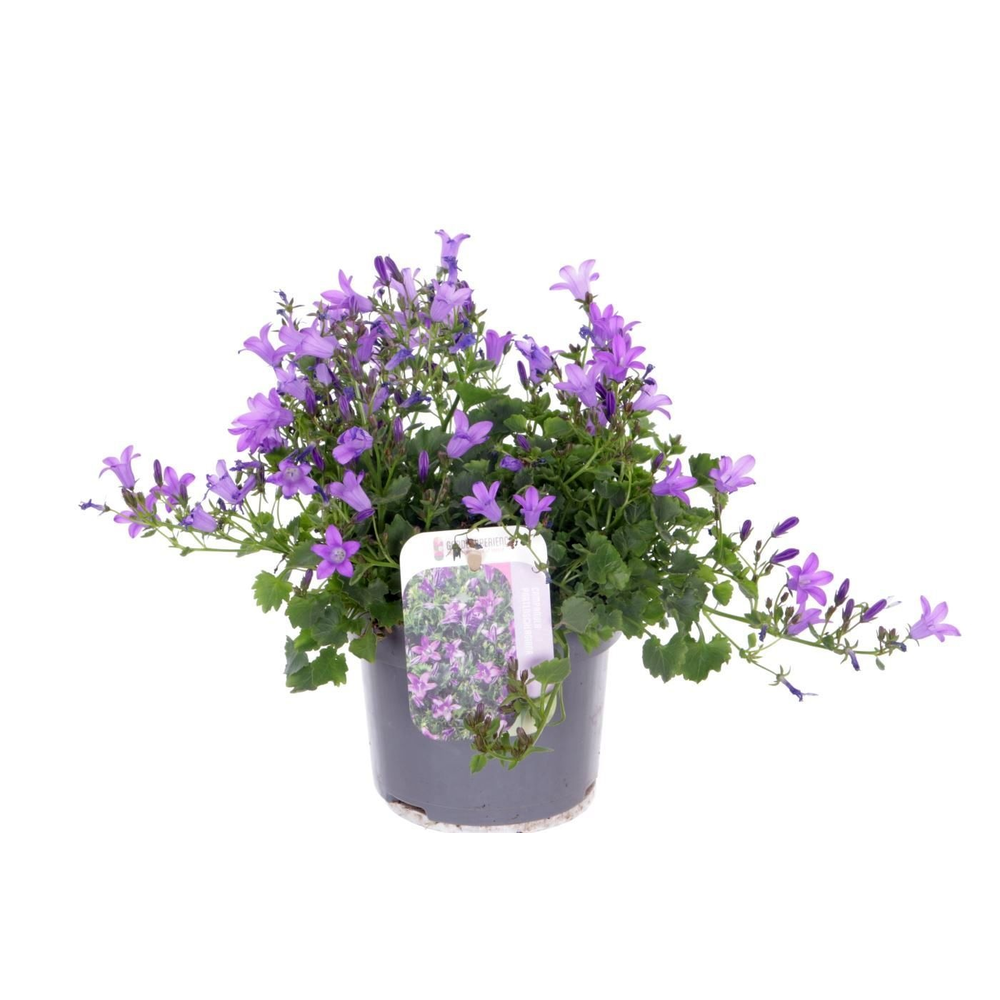 Campanula portenschlagiana.
