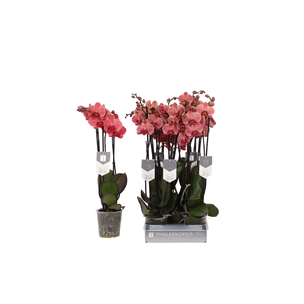 Phalaenopsis Narbonne, 3-spike 22+.