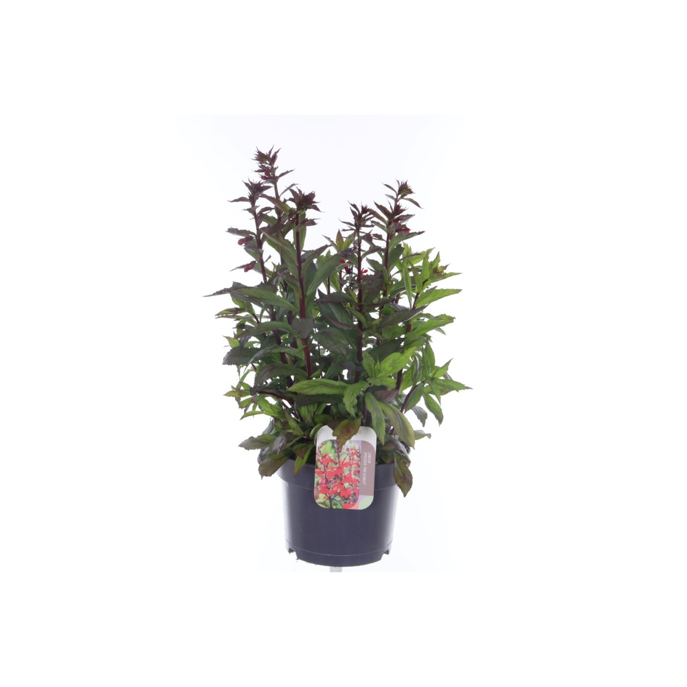 Lobelia Fan Scarlet.