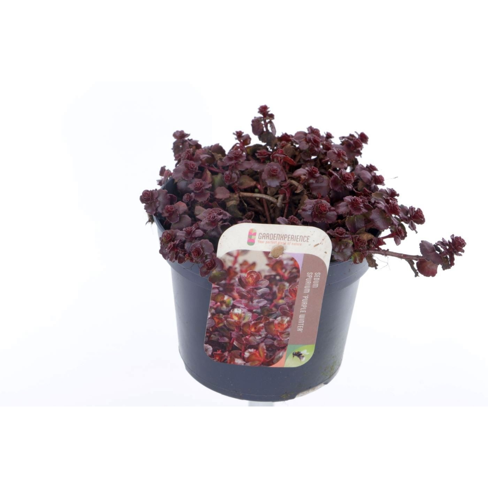 Sedum spurium Purple winter.