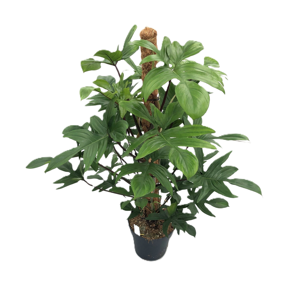 Philodendron pedatum.