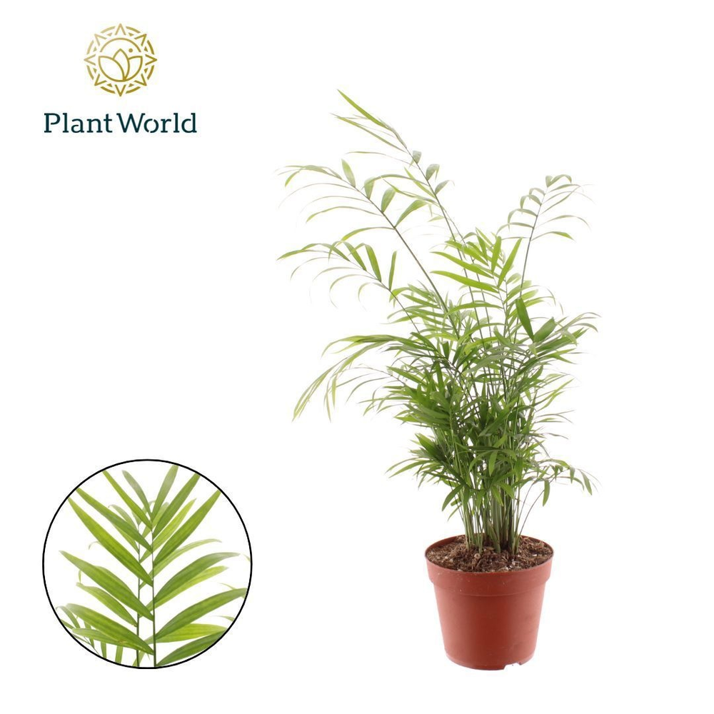 Chamaedorea elegans (Decorum).