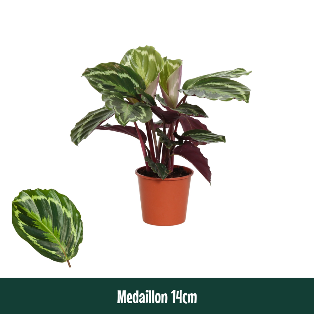 Calathea 14cm Medaillon.