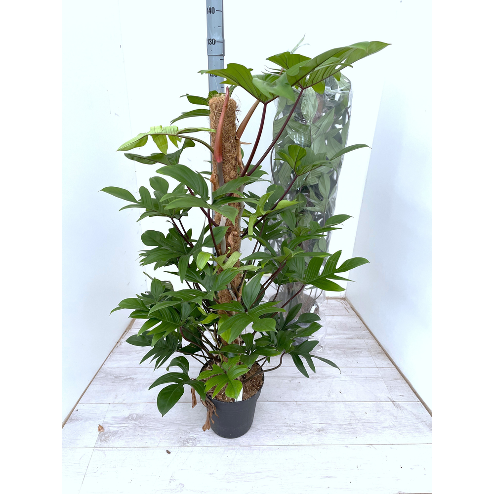 Philodendron pedatum.