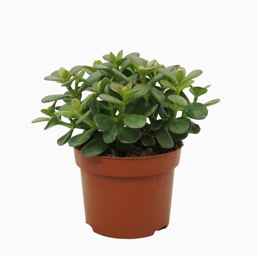 Crassula minor 12 cm.