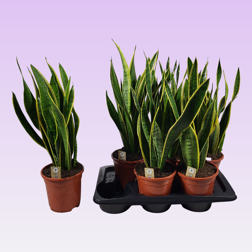 Sansevieria trifasciata 'Laurentii' 60cm.
