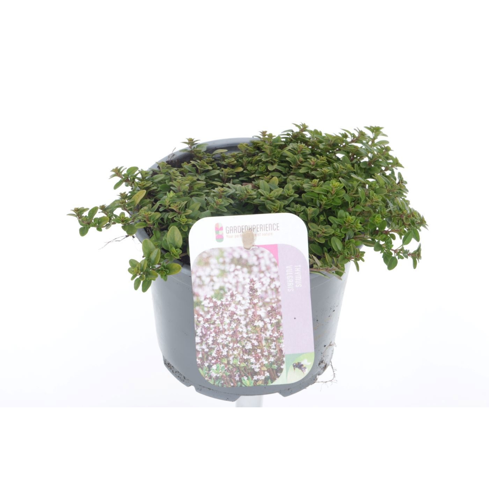 Thymus citr. Aureus.