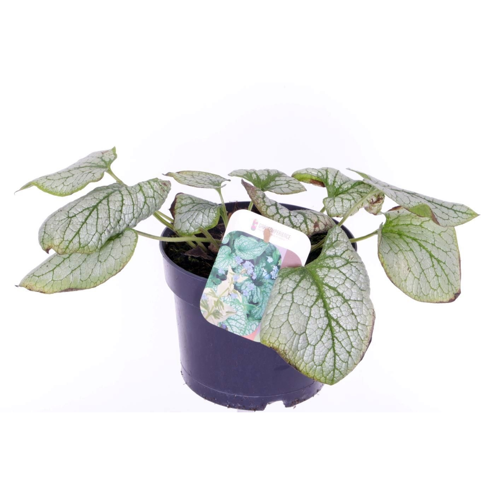 Brunnera Silver Spear.