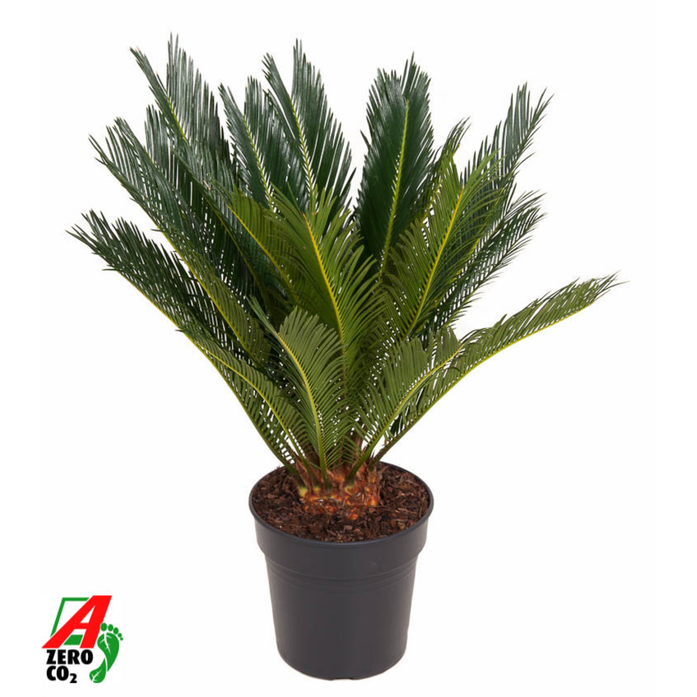 Cycas Revoluta P21.