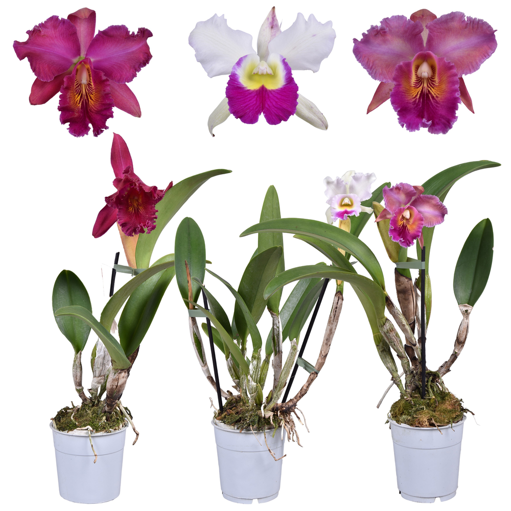 Cattleya grootbloemig mix 1 tak 1 knop 12 cm.