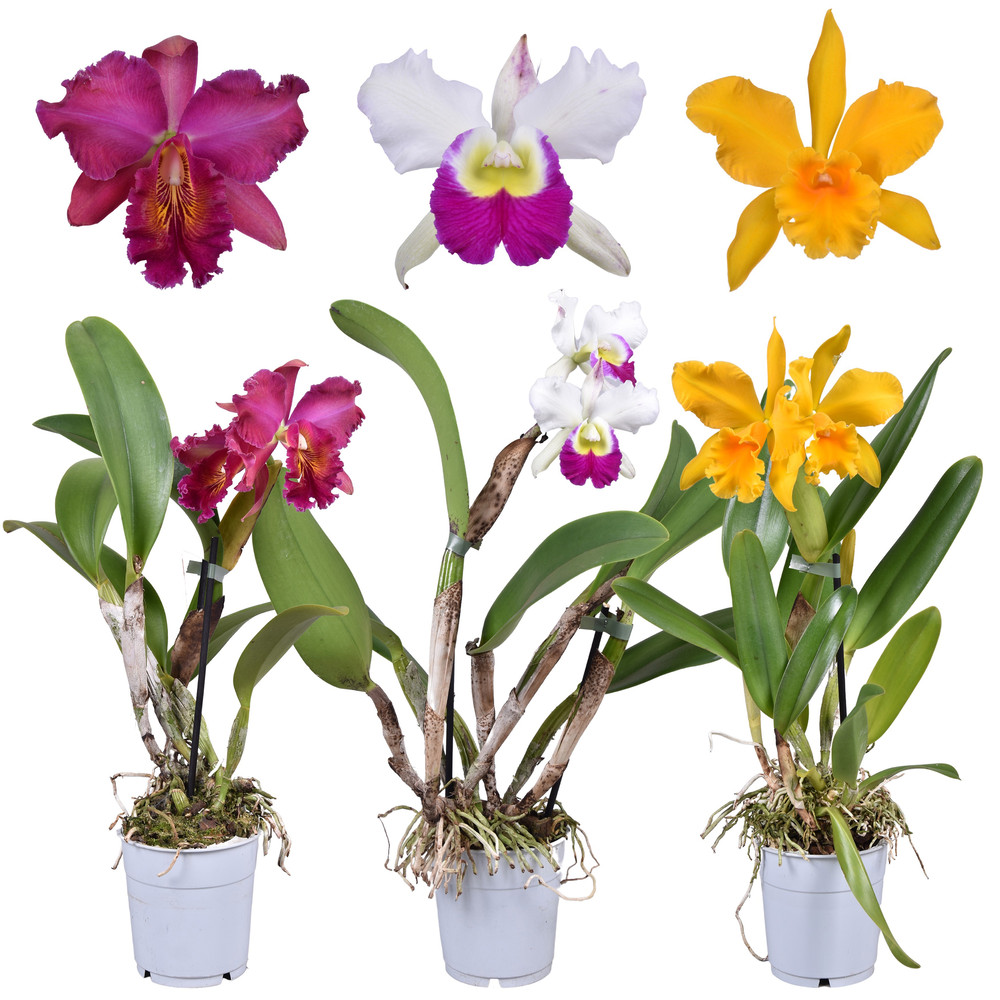 Cattleya grootbloemig mix 1 tak 2 knop 12 cm.