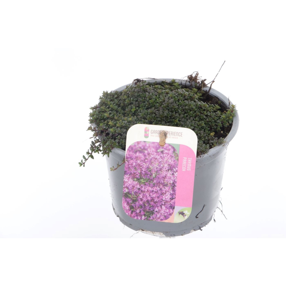 Thymus praecox Red Carpet.