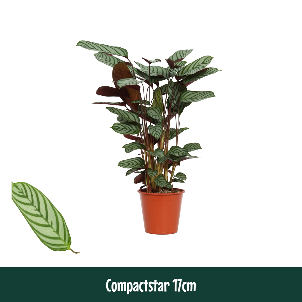Calathea 17cm Compactstar (Ctenanhte).