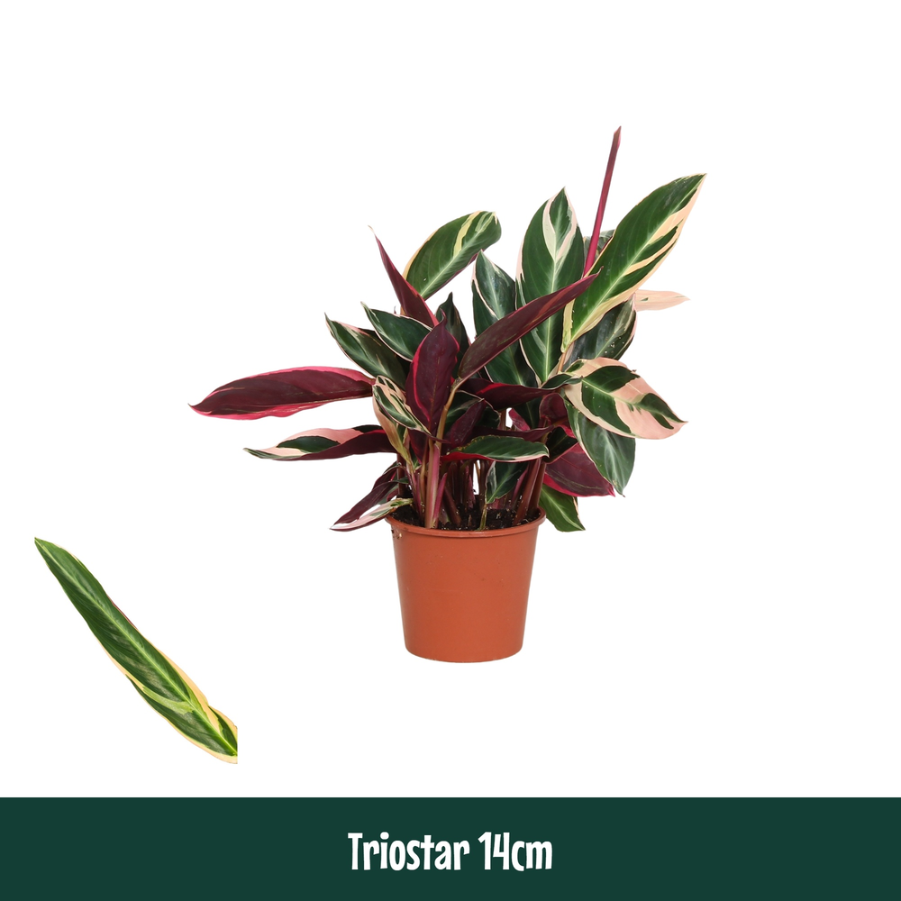 Calathea 14cm Triostar (Stromanthe).