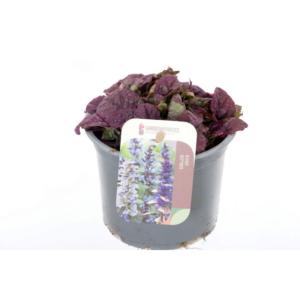 Ajuga reptans Burgundy Glow.