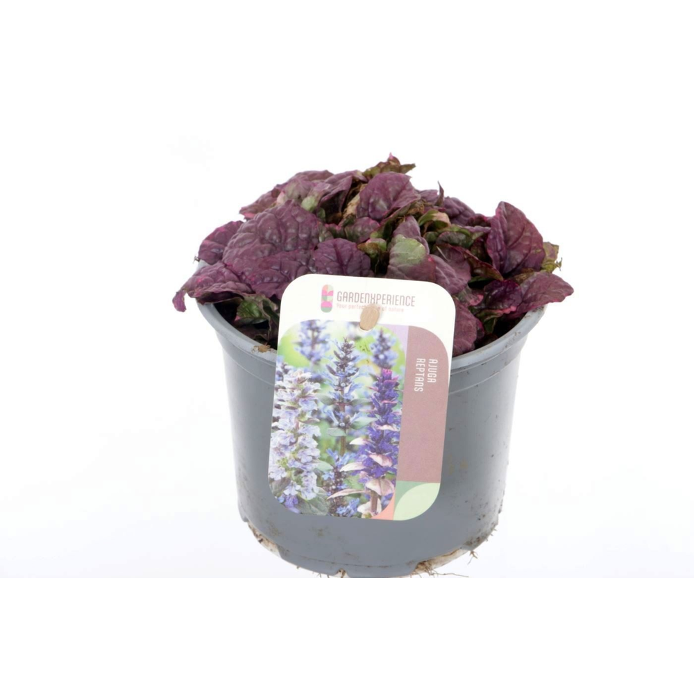 Ajuga reptans Burgundy Glow.