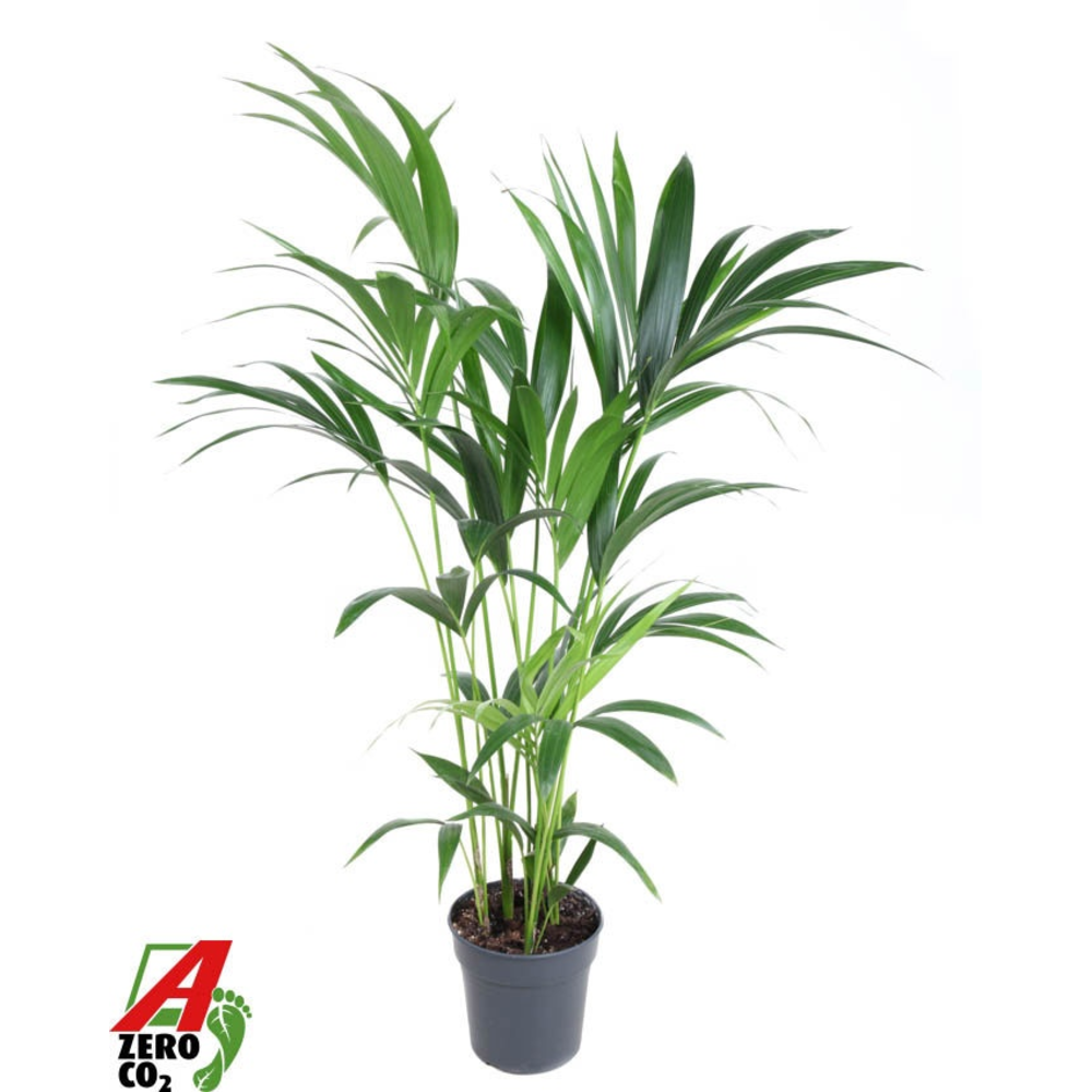 Howea Forsteriana(kentia) P21-120.