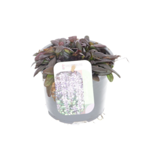 Ajuga reptans Chocolate Chips.