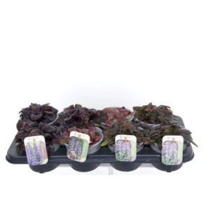 Ajuga reptans mix tray.