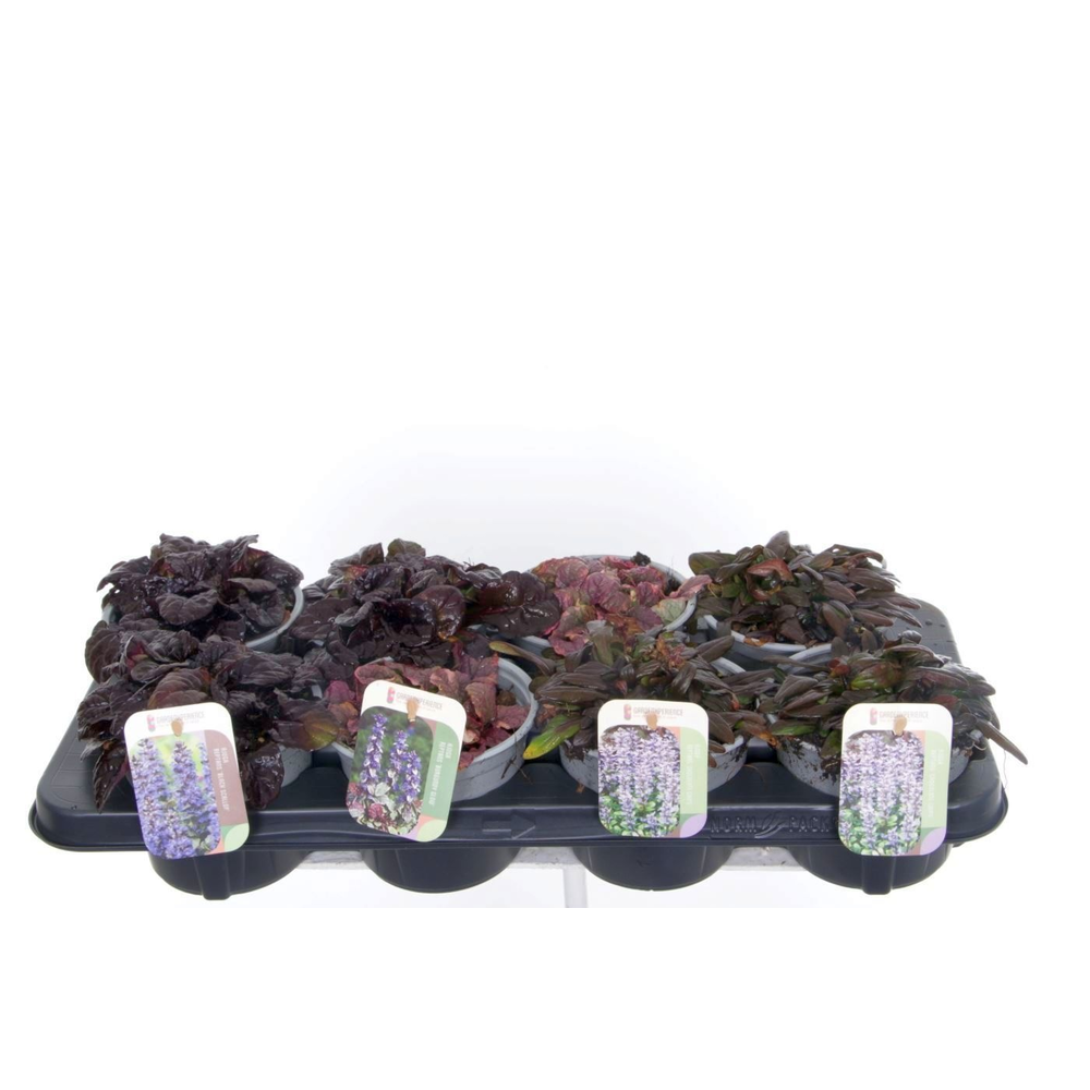 Ajuga reptans mix tray.