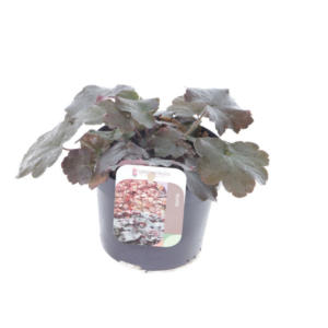 Heuchera micr. Palace Purple.