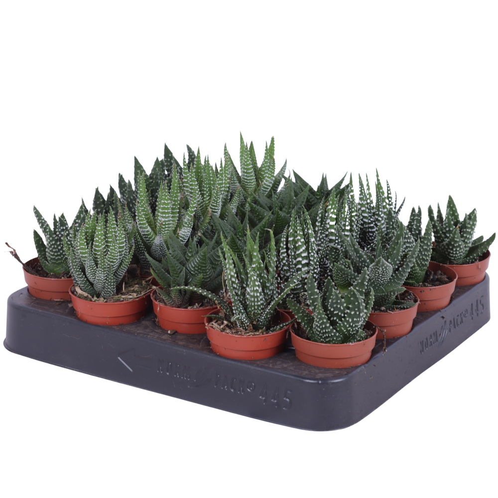 Haworthia mix 5,5 cm.