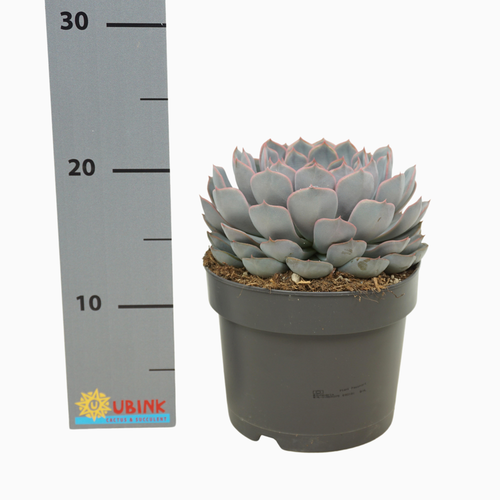 Echeveria orion 17 cm.