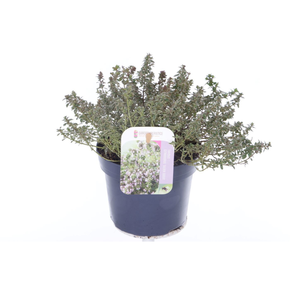 Thymus citr. Silver Queen.