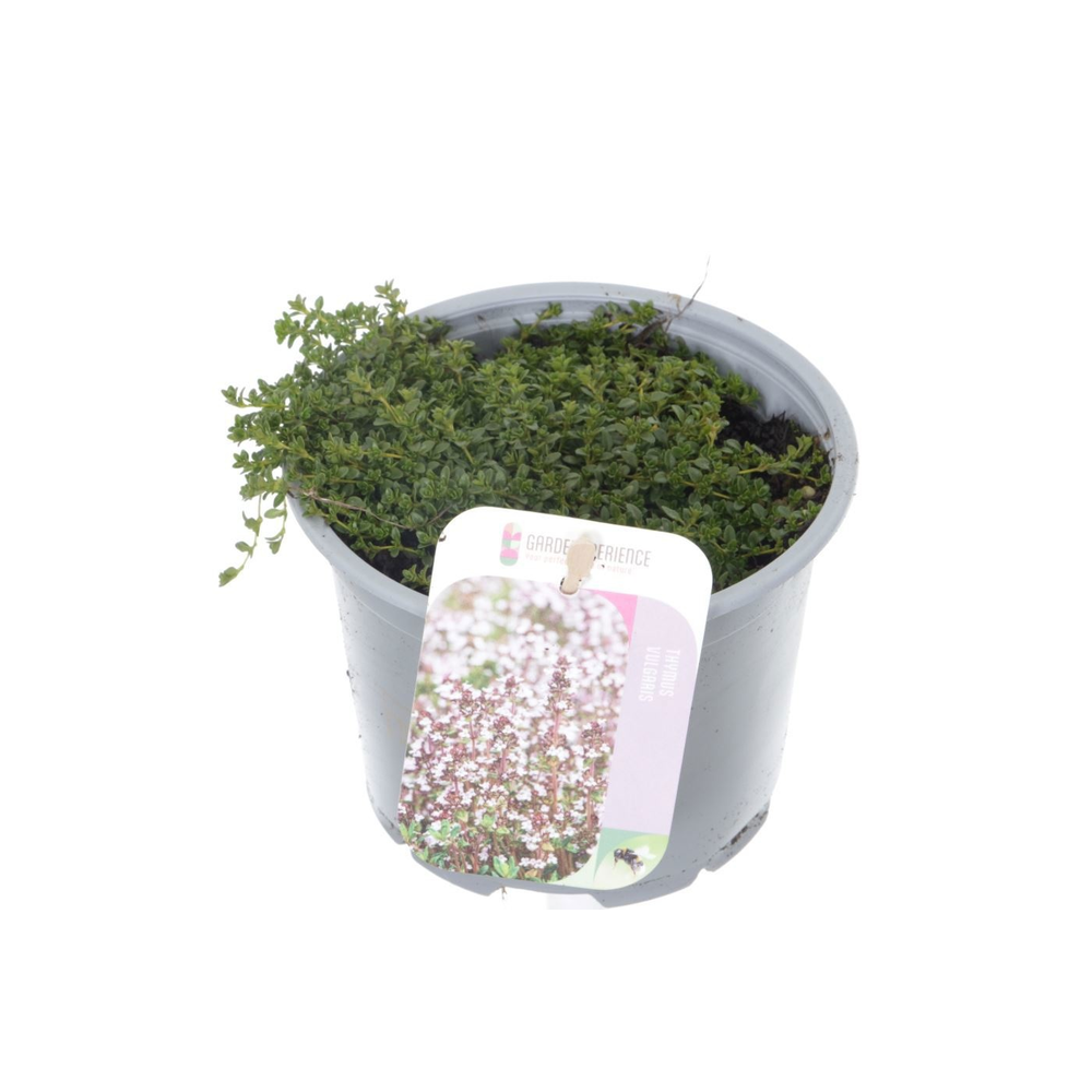 Thymus praecox Albiflorus.