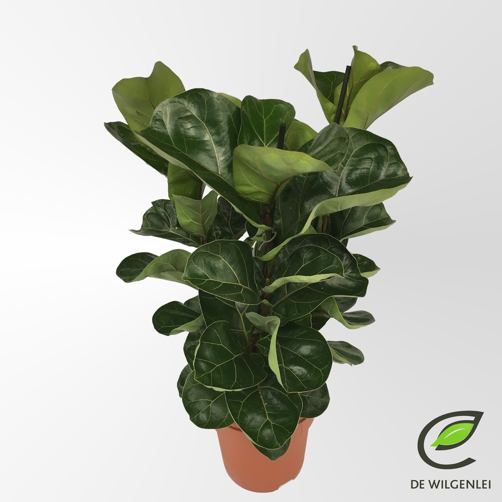 Ficus lyrata 'Bambino'® 3pp p21.