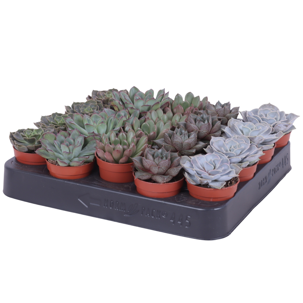 Echeveria mix 5,5 cm.