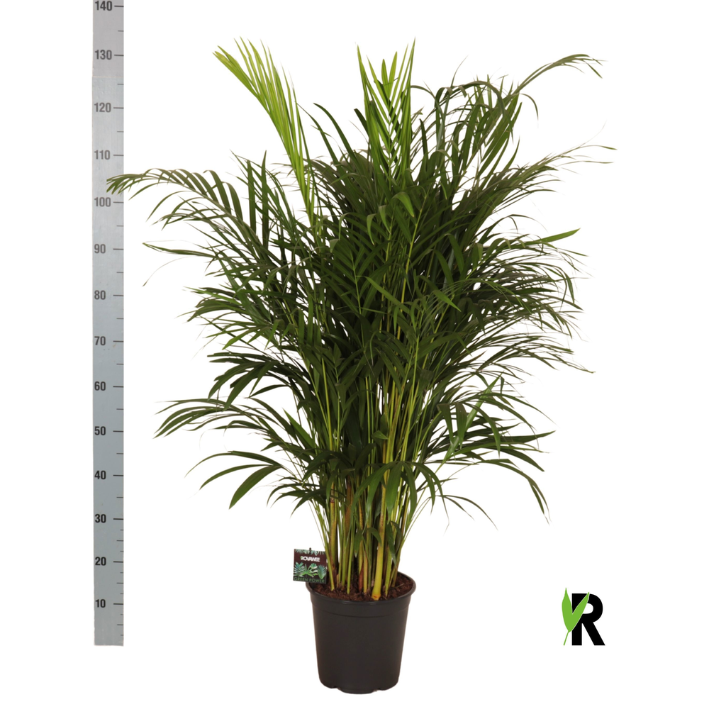Dypsis lutescens, volle planten.