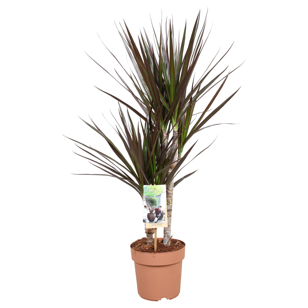 Dracaena Magenta 30-15.