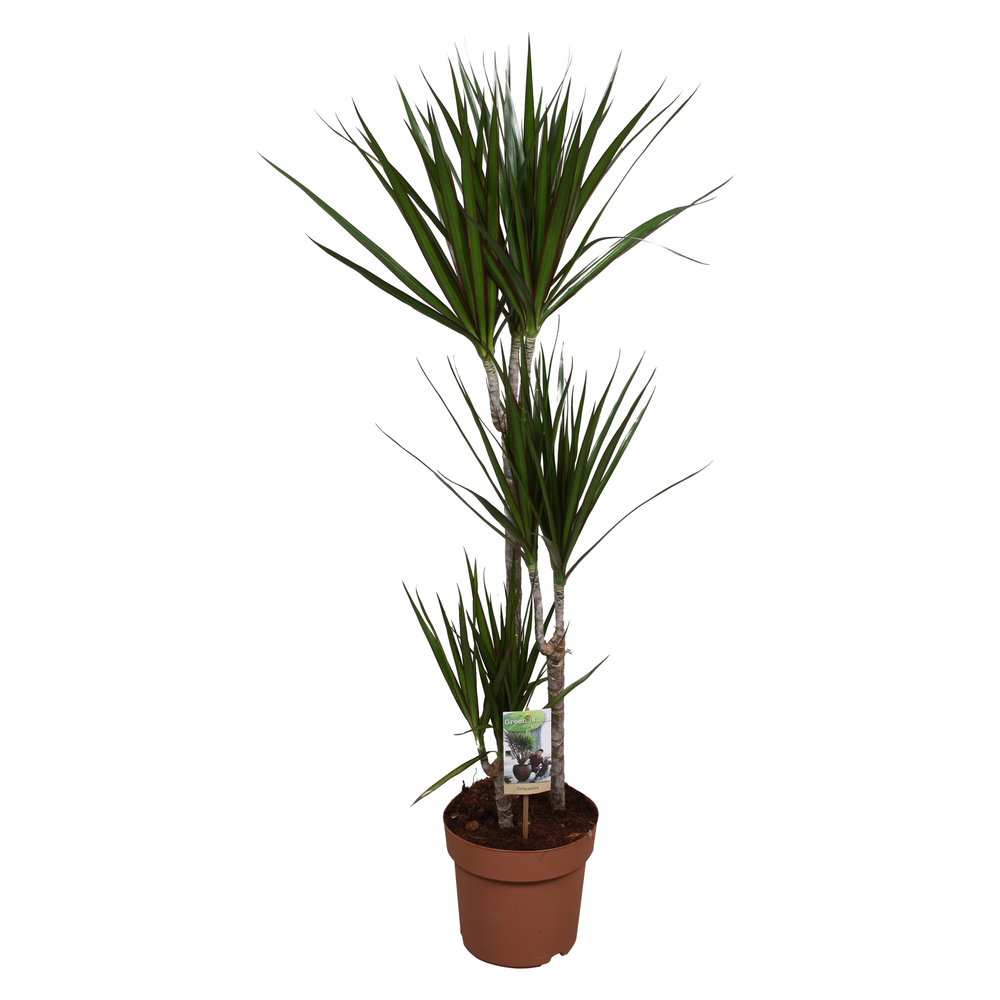 Dracaena Marginata 60-30-15.